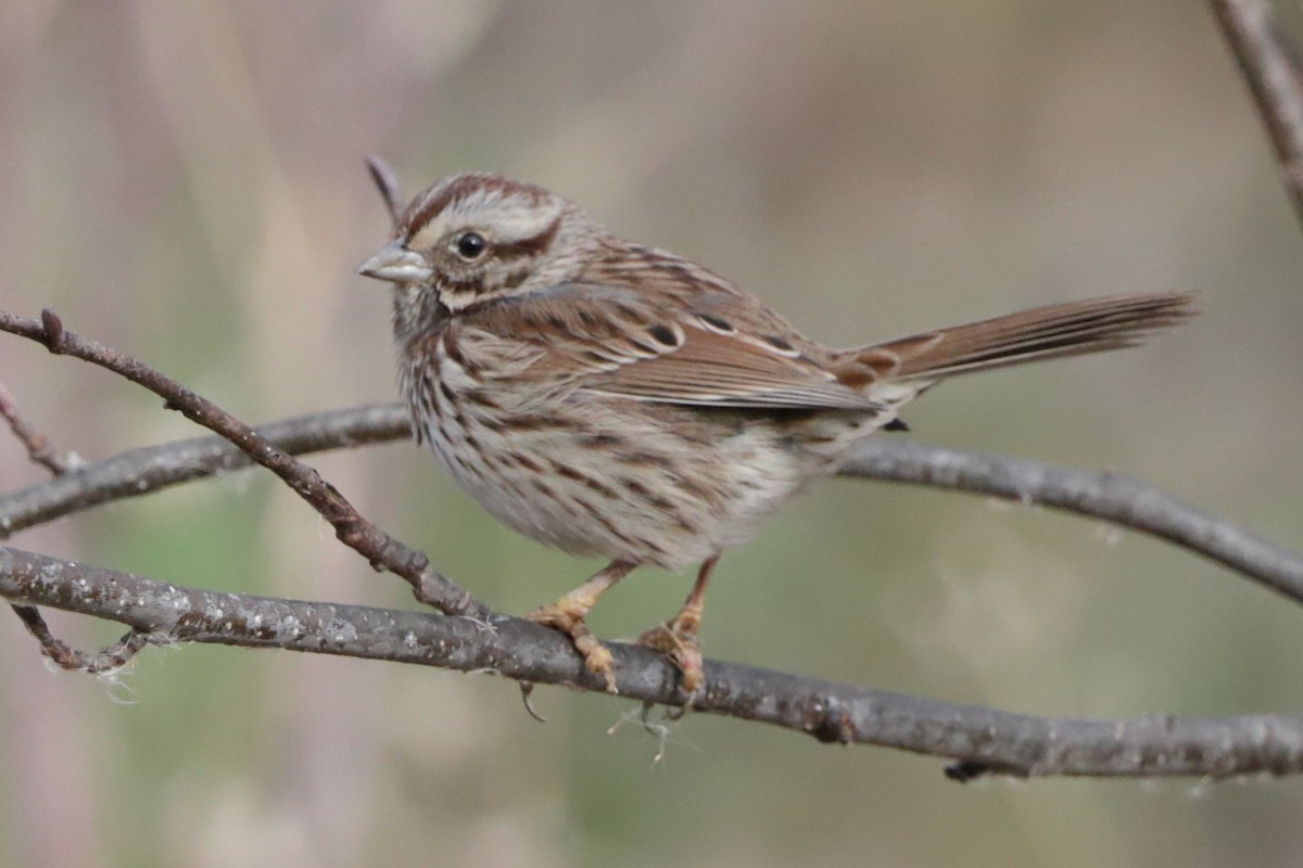 Ötücü Serçe - ML645818952