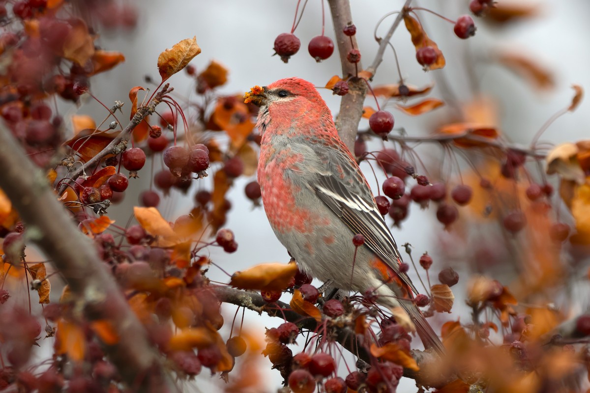 ギンザンマシコ - ML645818953