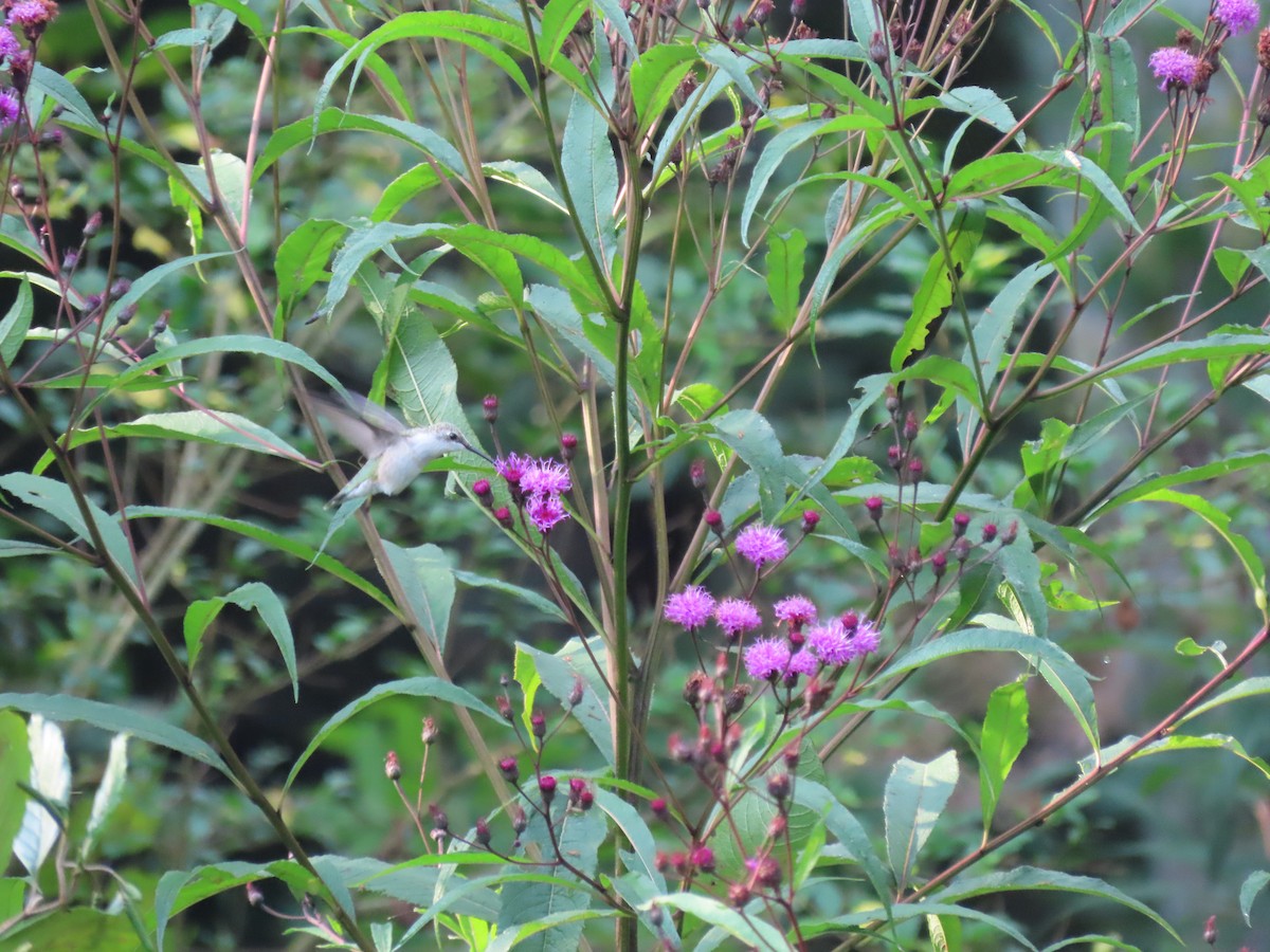 Ruby-throated Hummingbird - ML645818960