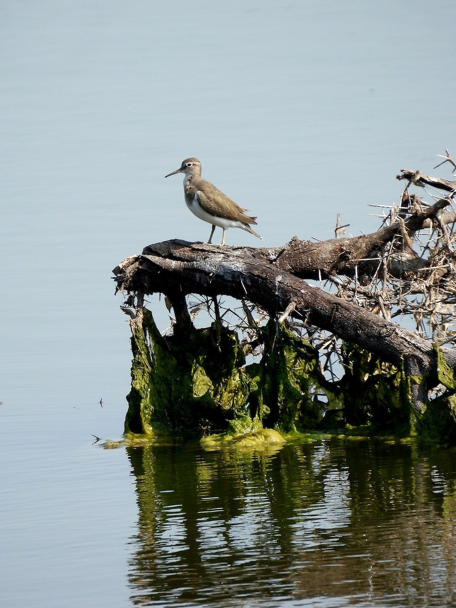 Common Sandpiper - ML645818961