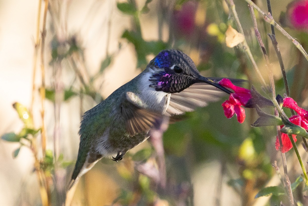 Costa's Hummingbird - ML645818965