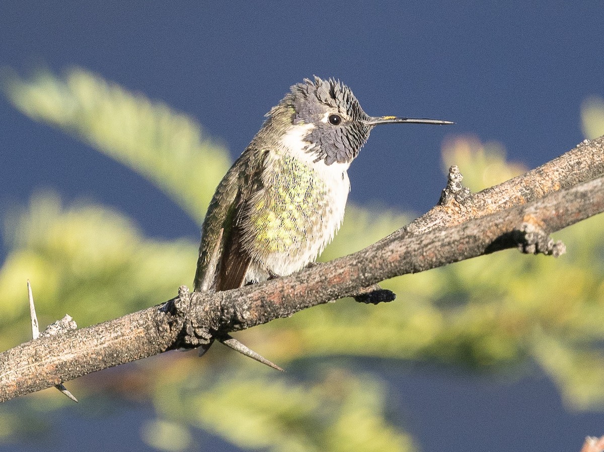 Costa's Hummingbird - ML645818969