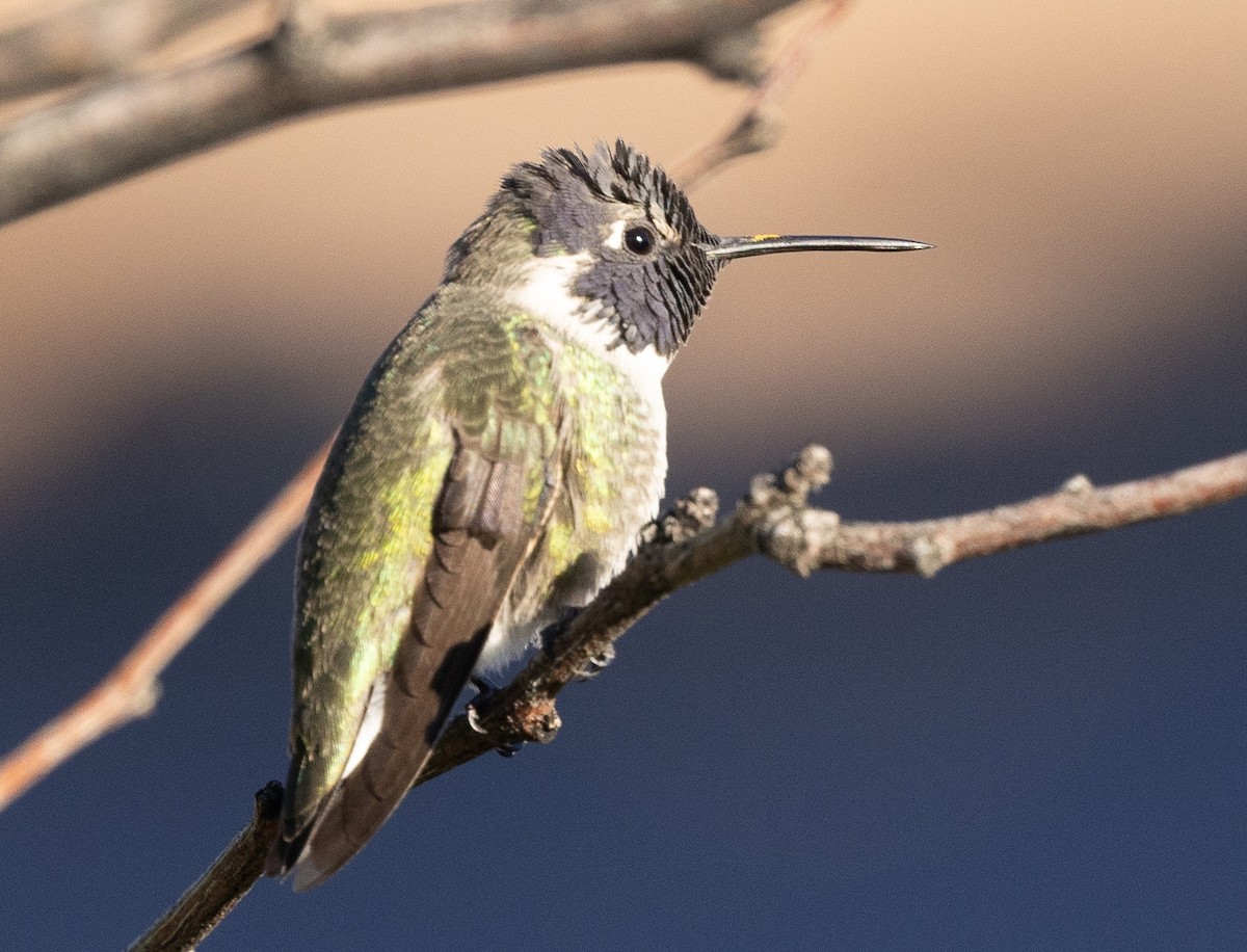 Costa's Hummingbird - ML645818972