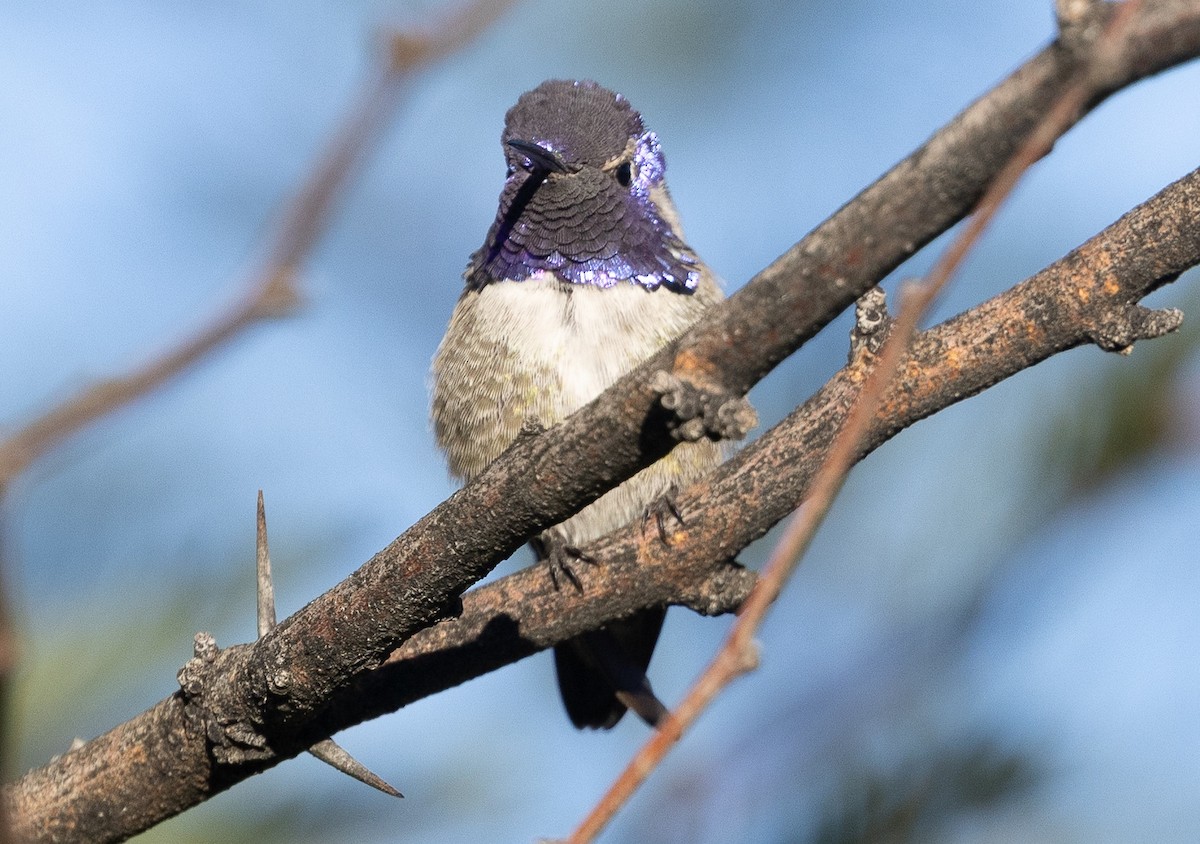 Costa's Hummingbird - ML645818973