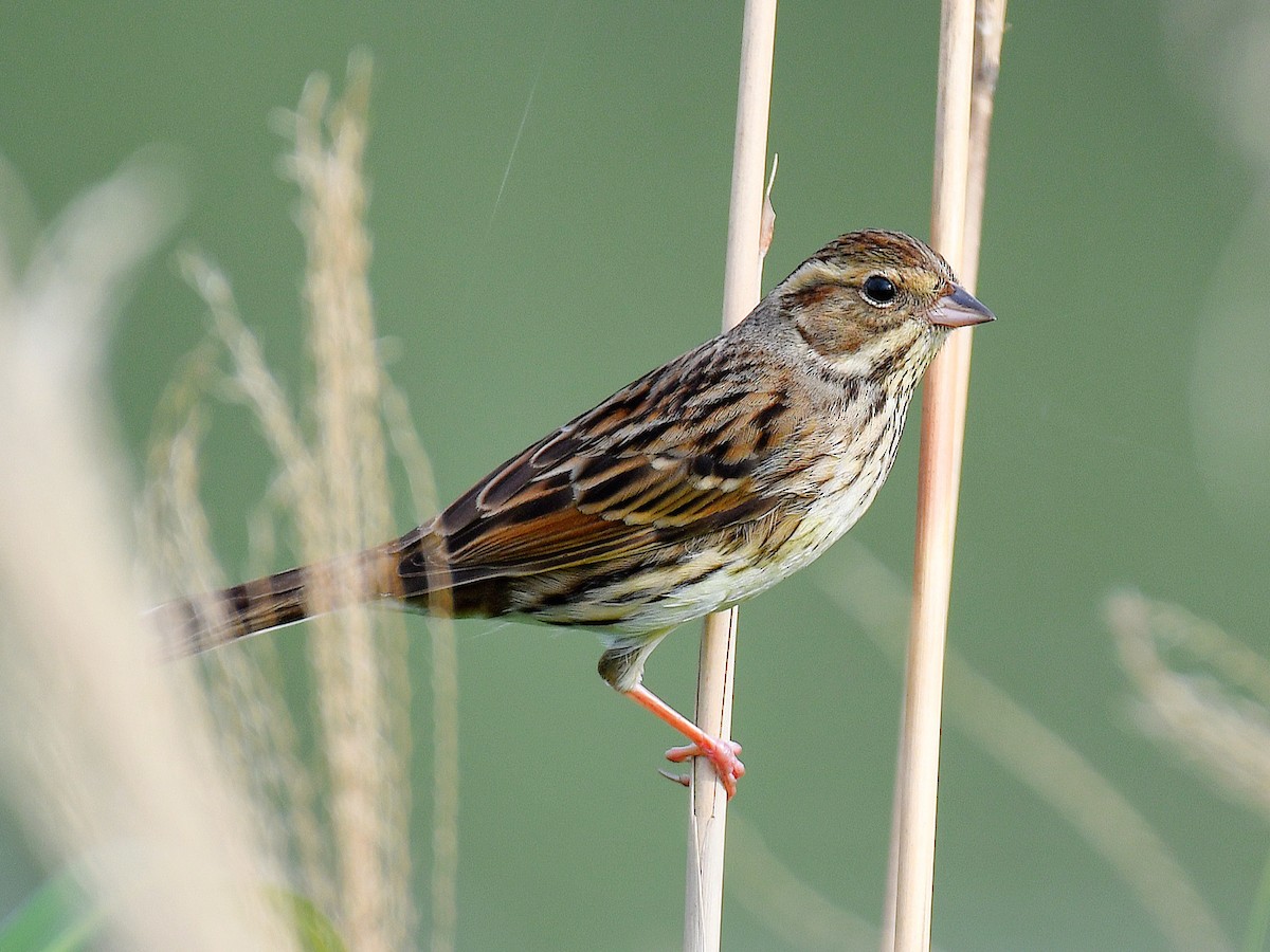 Black-faced Bunting - ML645818974