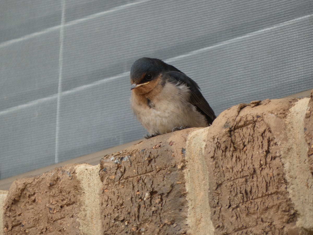 Welcome Swallow - ML645818976