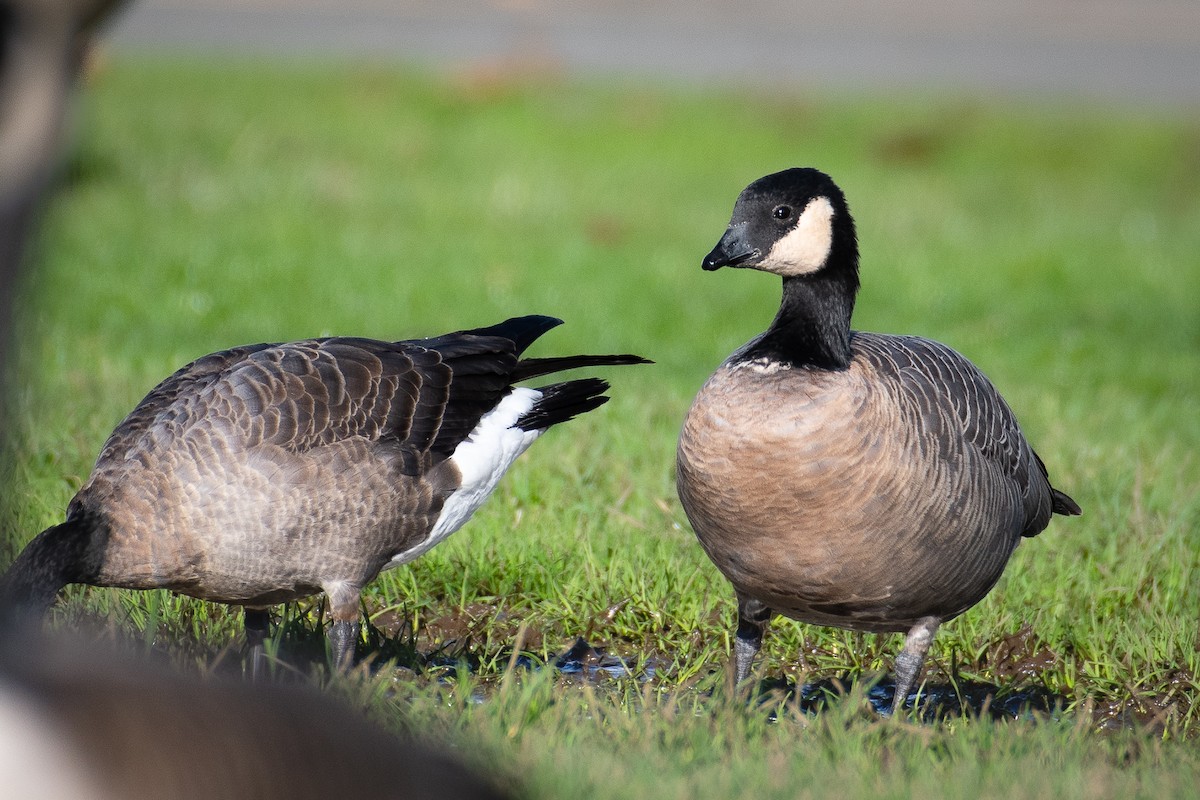 Cackling Goose - ML645818977