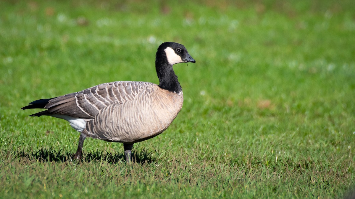 Cackling Goose - ML645818978