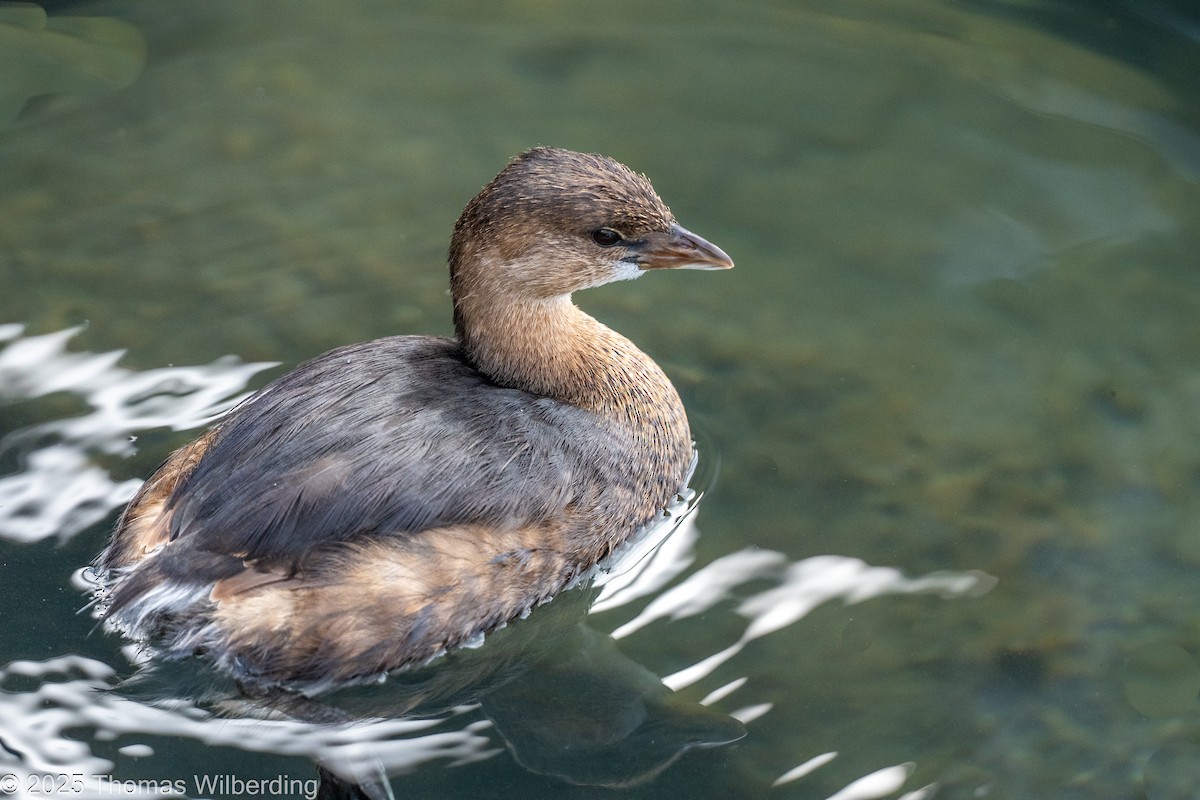 Pied-billed Grebe - ML645818979