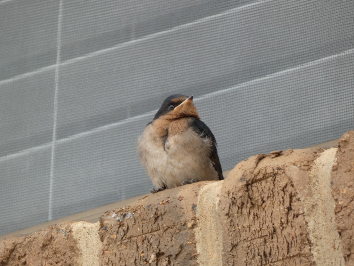 Welcome Swallow - ML645818981