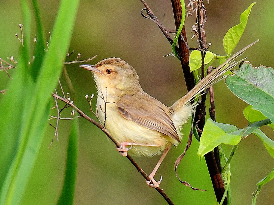 Plain Prinia - ML645818982