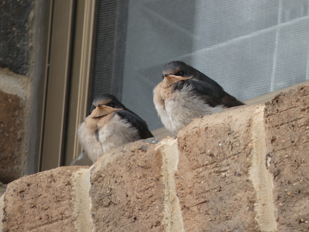 Welcome Swallow - ML645818984