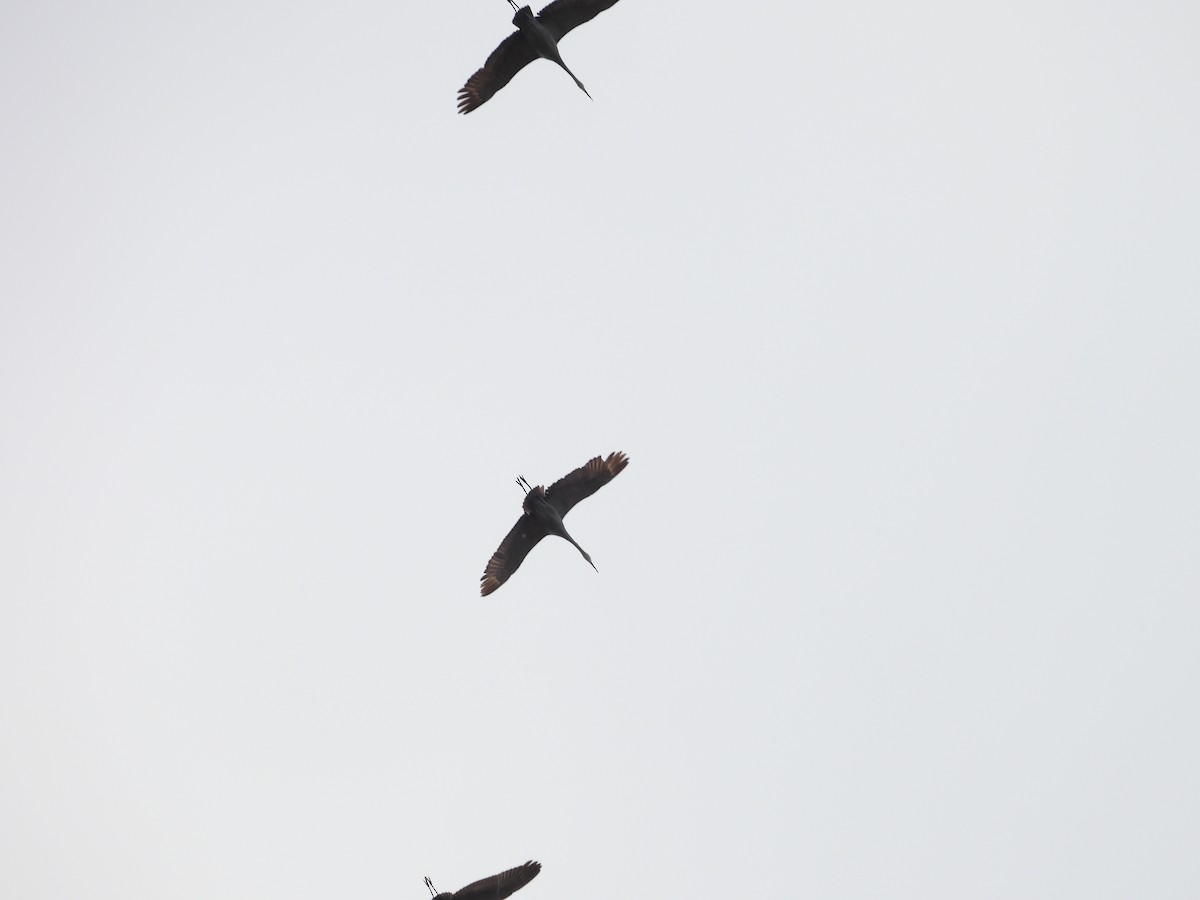 Sandhill Crane - ML645818986