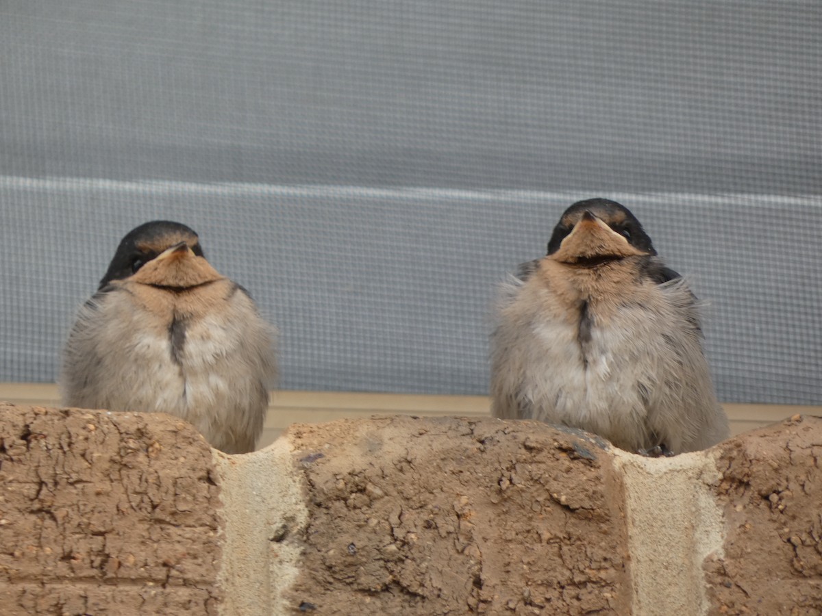 Welcome Swallow - ML645818987