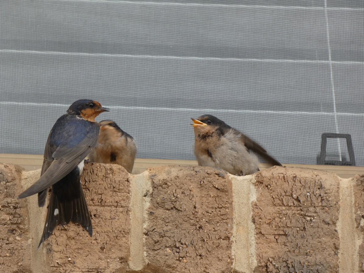 Welcome Swallow - ML645818991