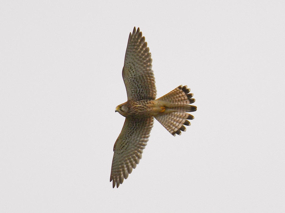 Eurasian Kestrel - ML645818992