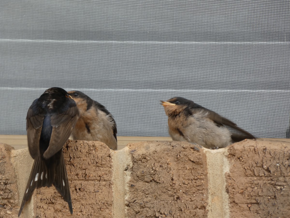 Welcome Swallow - ML645818993