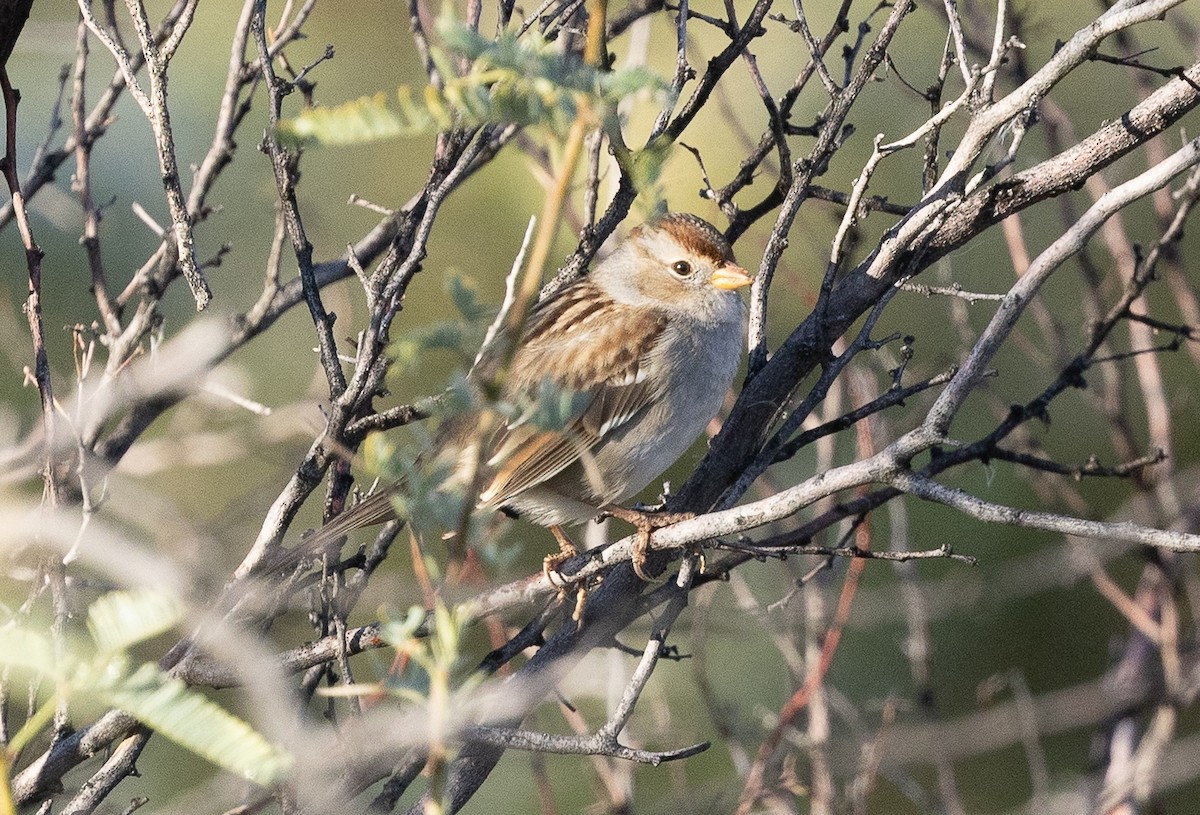 White-crowned Sparrow (Gambel's) - ML645818996
