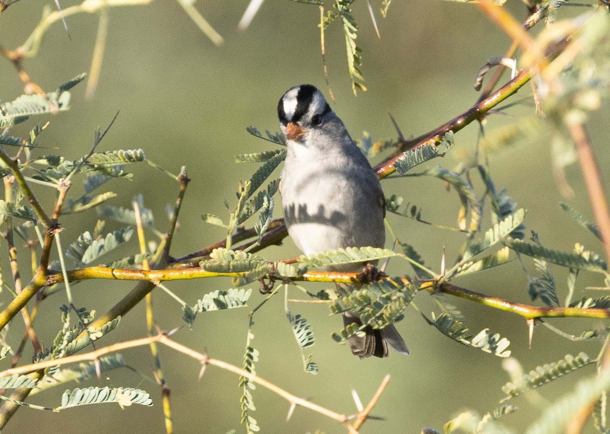 White-crowned Sparrow (Gambel's) - ML645818997