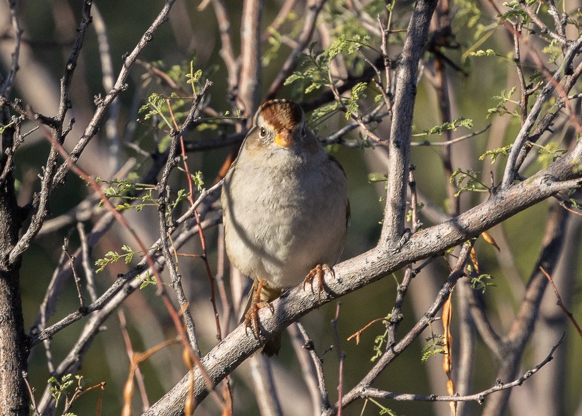 White-crowned Sparrow (Gambel's) - ML645818998
