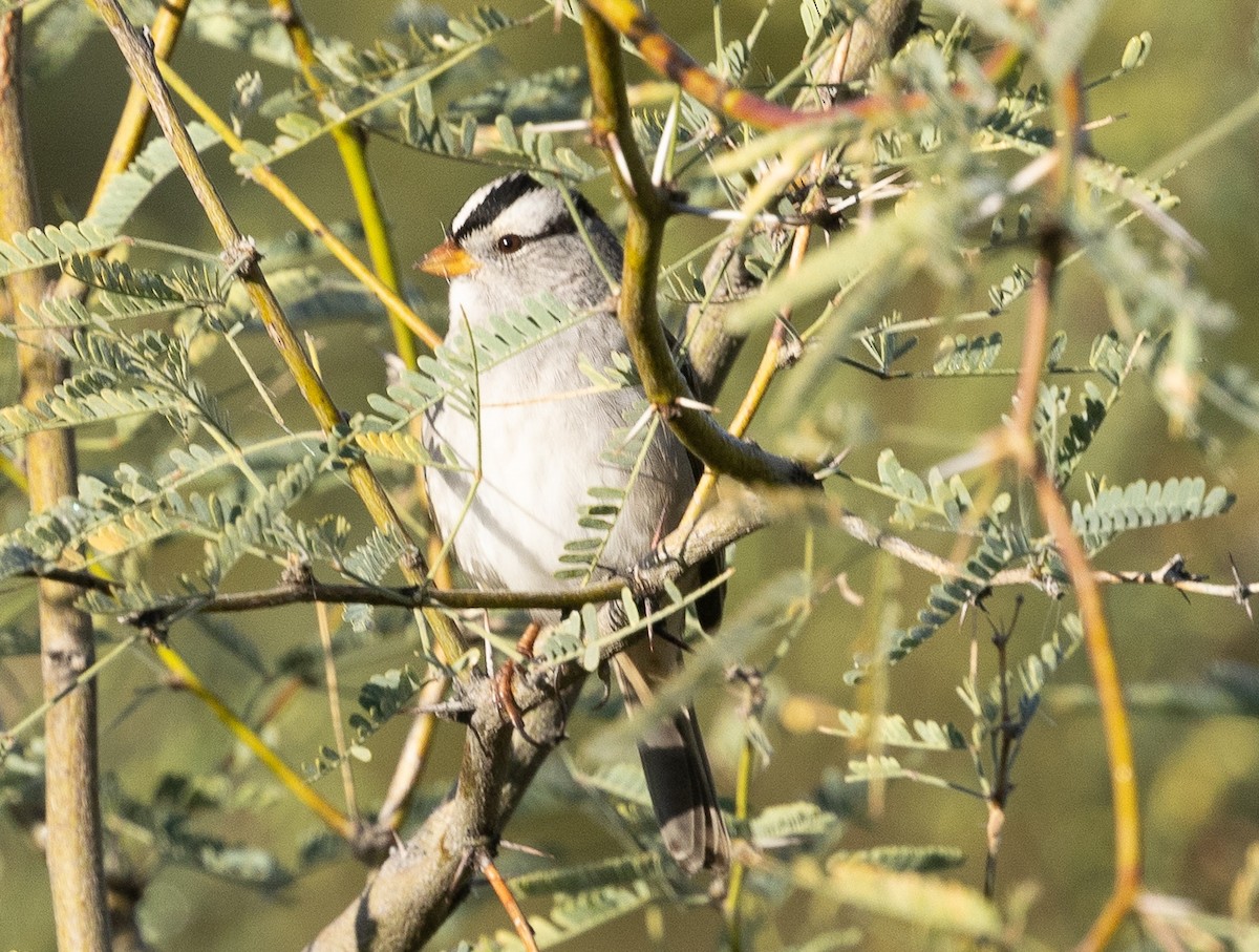 White-crowned Sparrow (Gambel's) - ML645818999