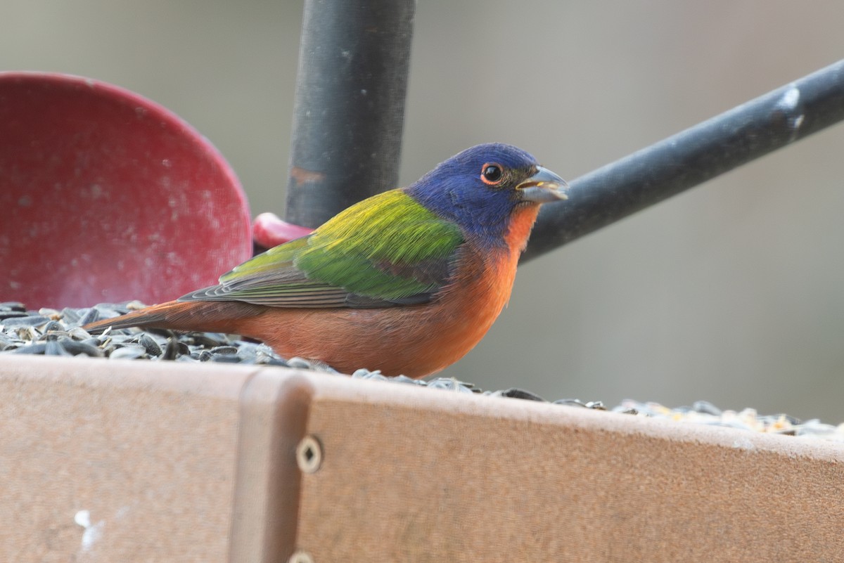 Painted Bunting - ML645819000