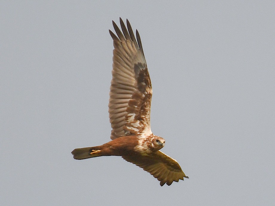 Eastern Marsh Harrier - ML645819002