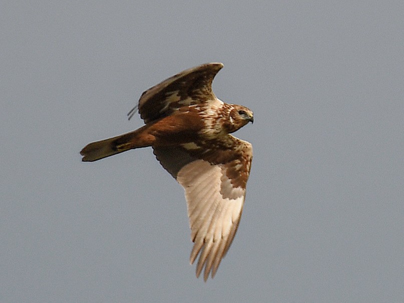 Eastern Marsh Harrier - ML645819003