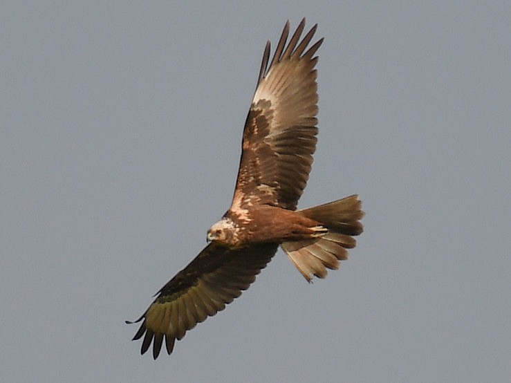Eastern Marsh Harrier - ML645819004