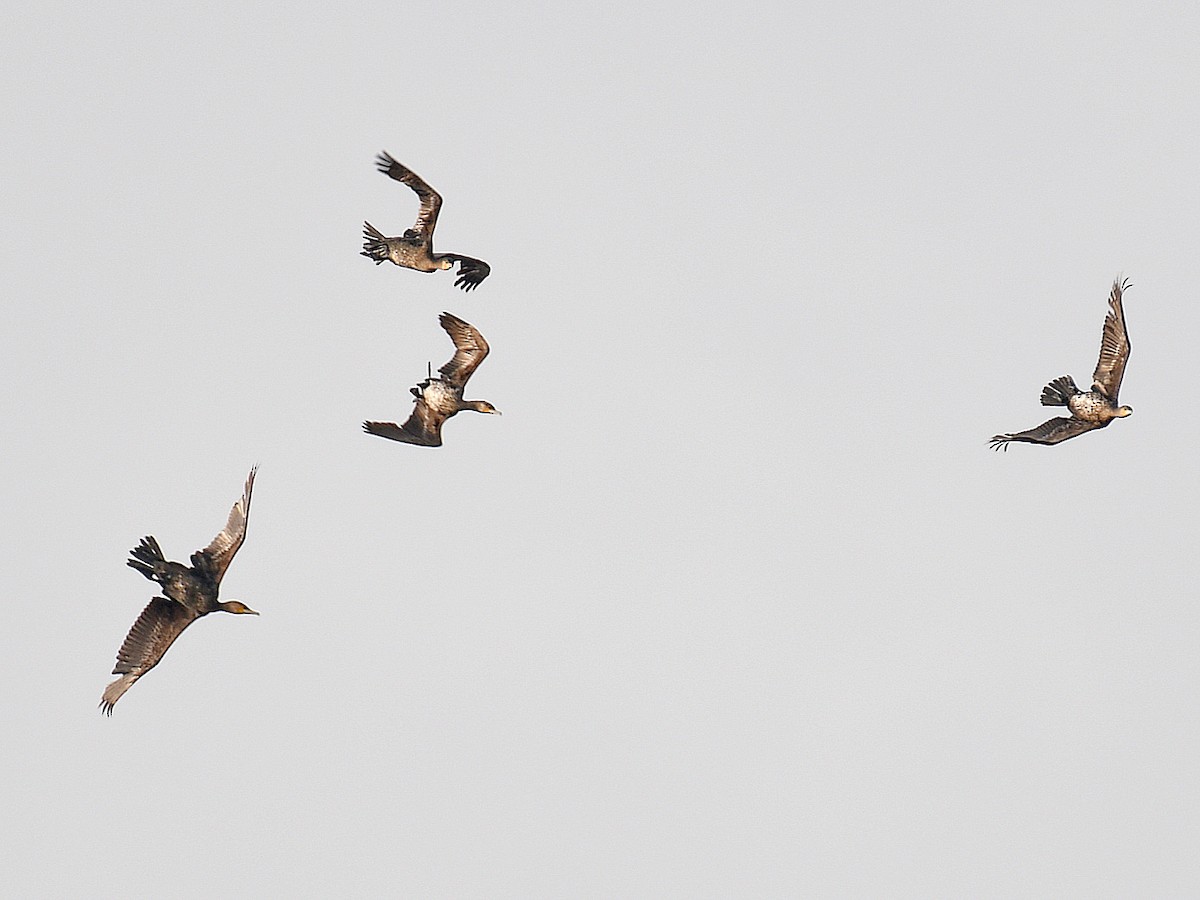 Great Cormorant - ML645819026