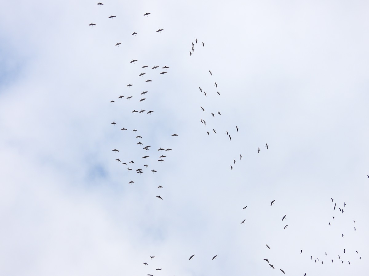 jeřáb kanadský - ML645819028