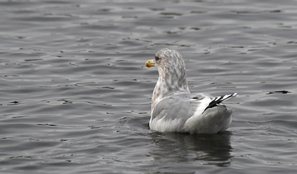 Iceland Gull (Thayer's) - ML645819032
