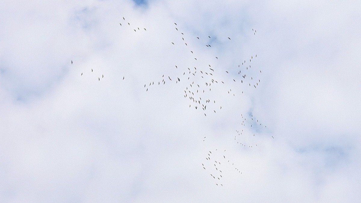 jeřáb kanadský - ML645819042