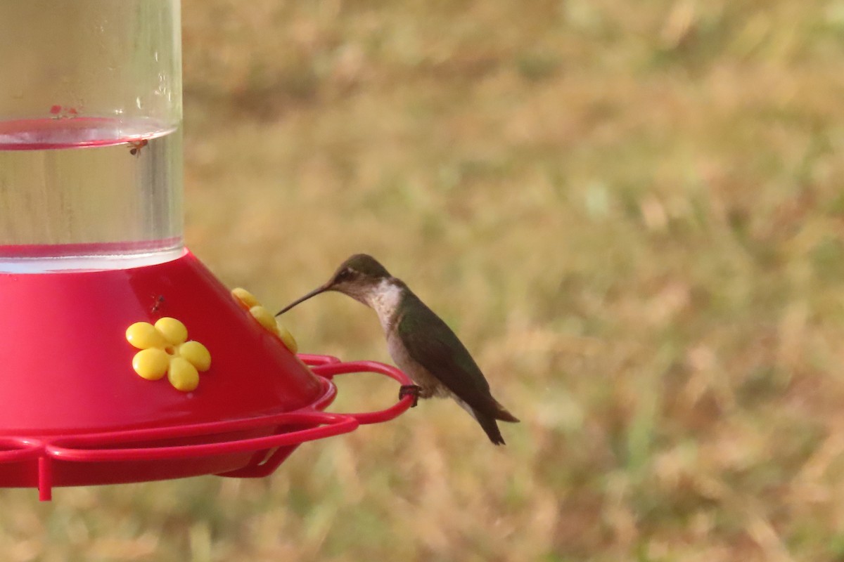 Ruby-throated Hummingbird - ML645819044