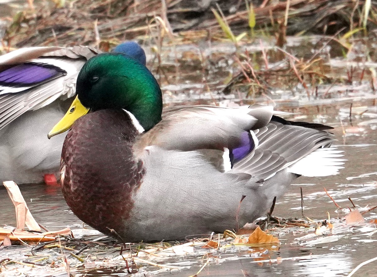 Mallard - ML645819052