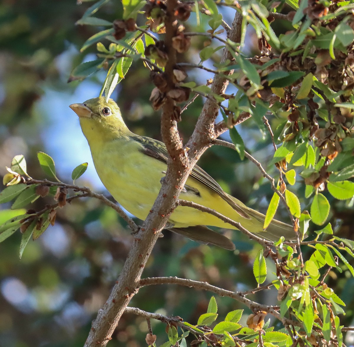 Scarlet Tanager - ML645819053