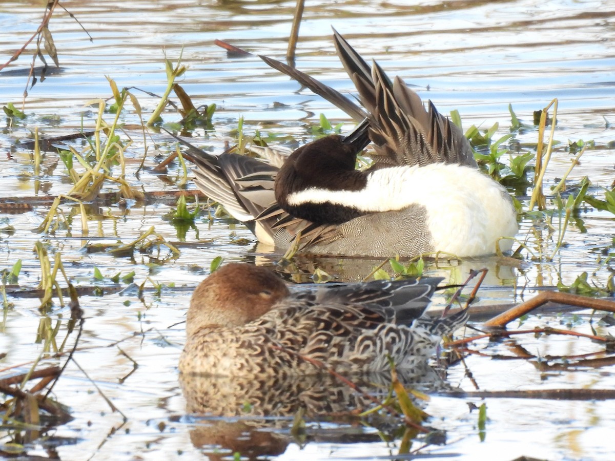Northern Pintail - ML645819054