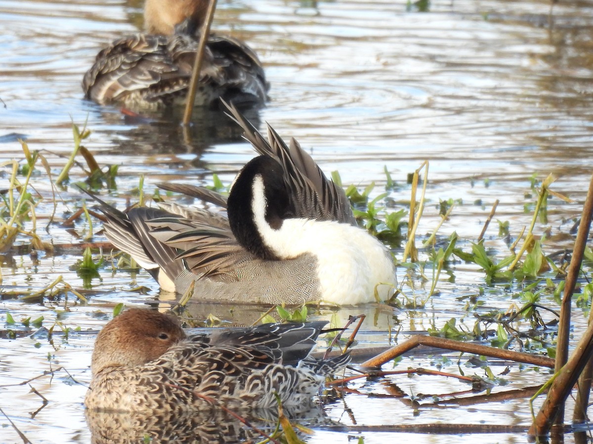 Northern Pintail - ML645819055