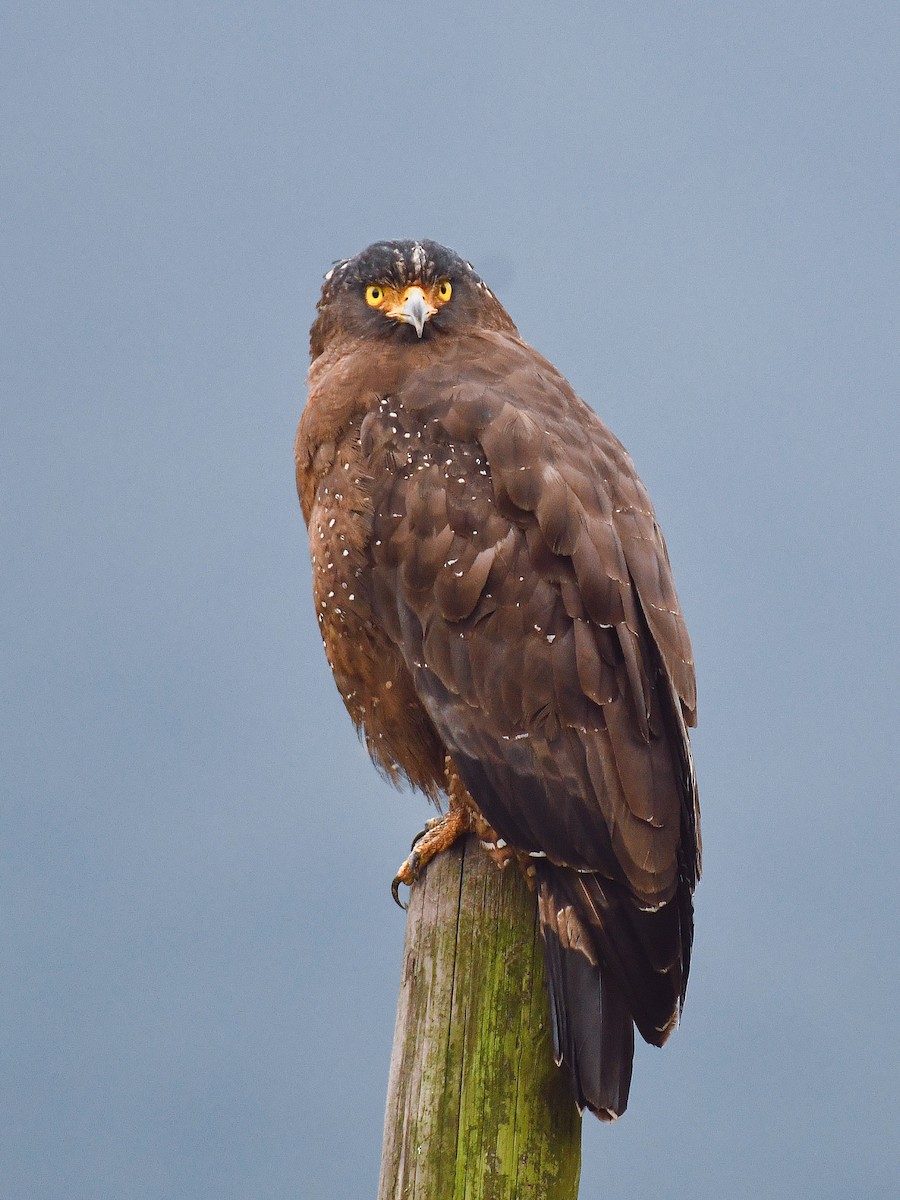 Crested Serpent-Eagle - ML645819057
