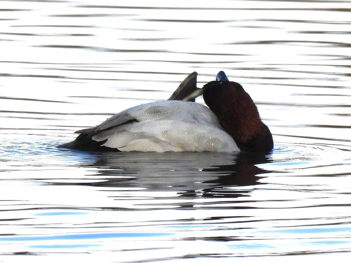 Canvasback - ML645819059
