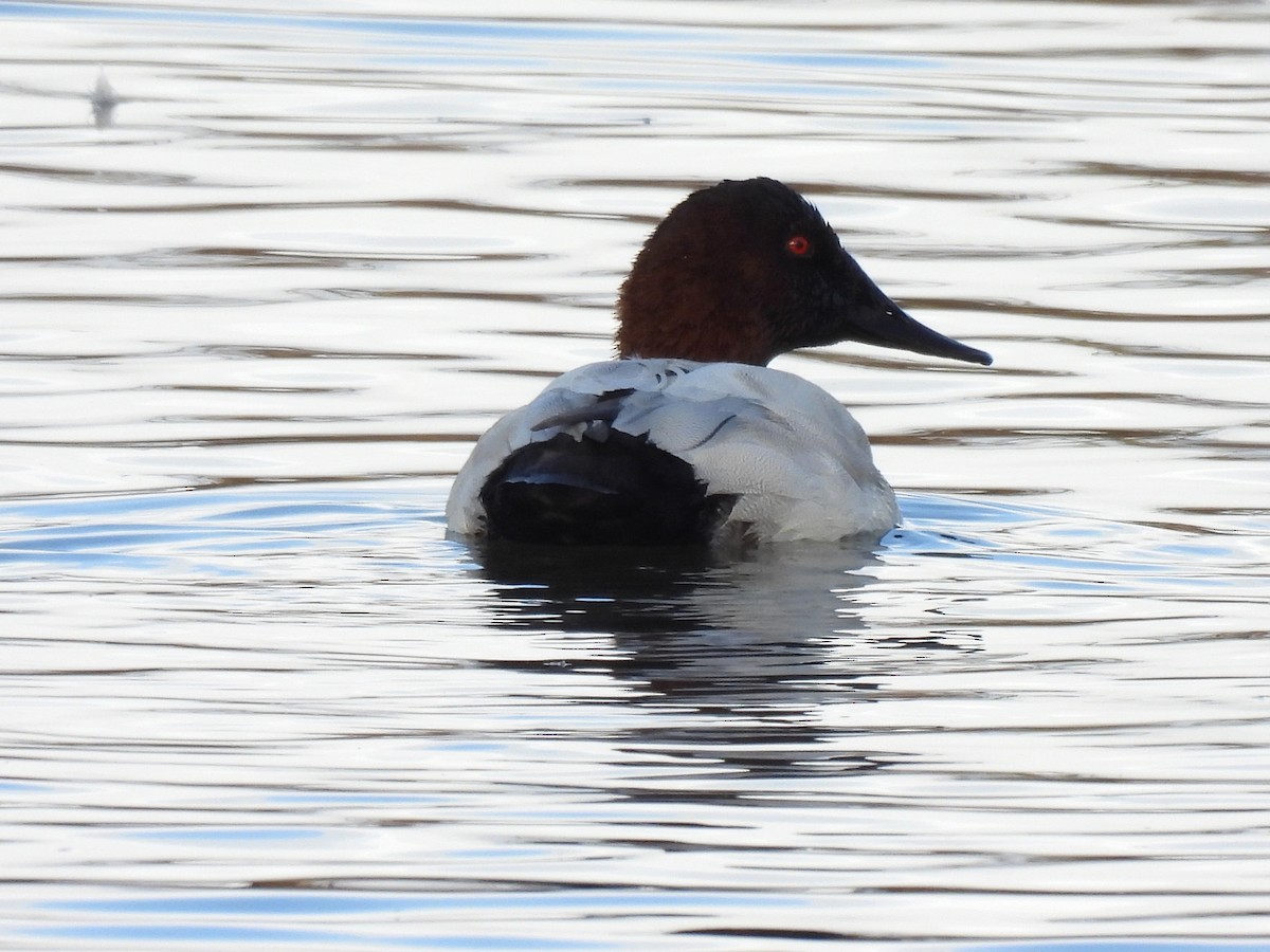 Canvasback - ML645819060