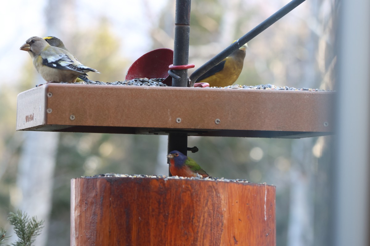 Evening Grosbeak - ML645819061