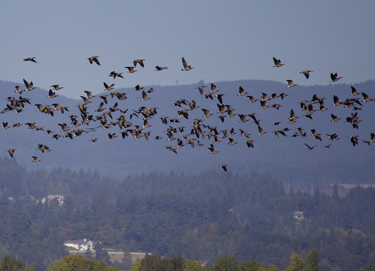 Cackling Goose - ML645819062