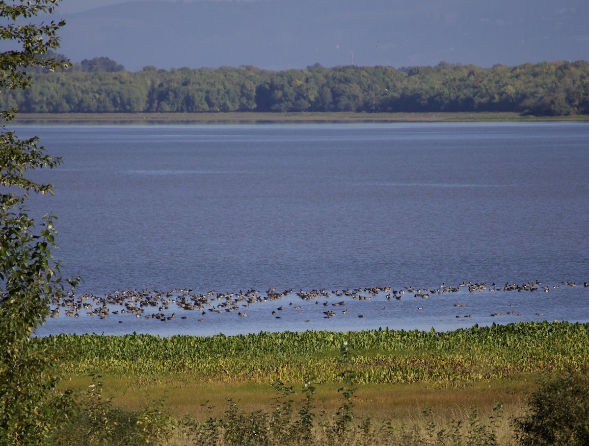 Cackling Goose - ML645819063