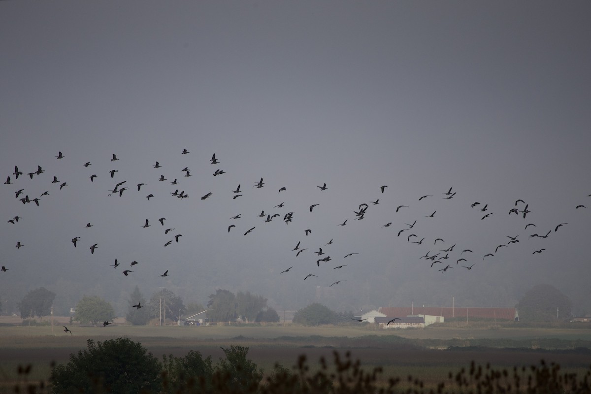 Cackling Goose - ML645819064