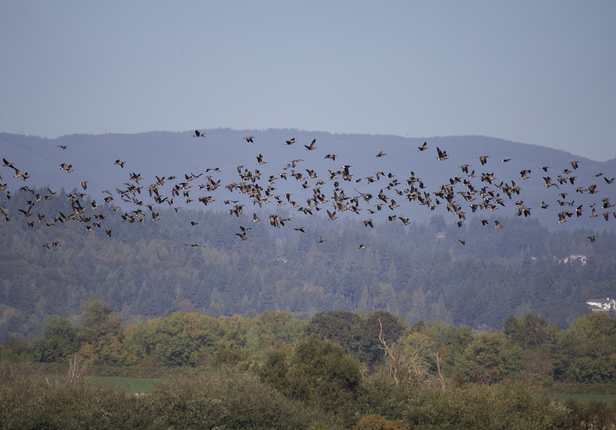 Cackling Goose - ML645819065