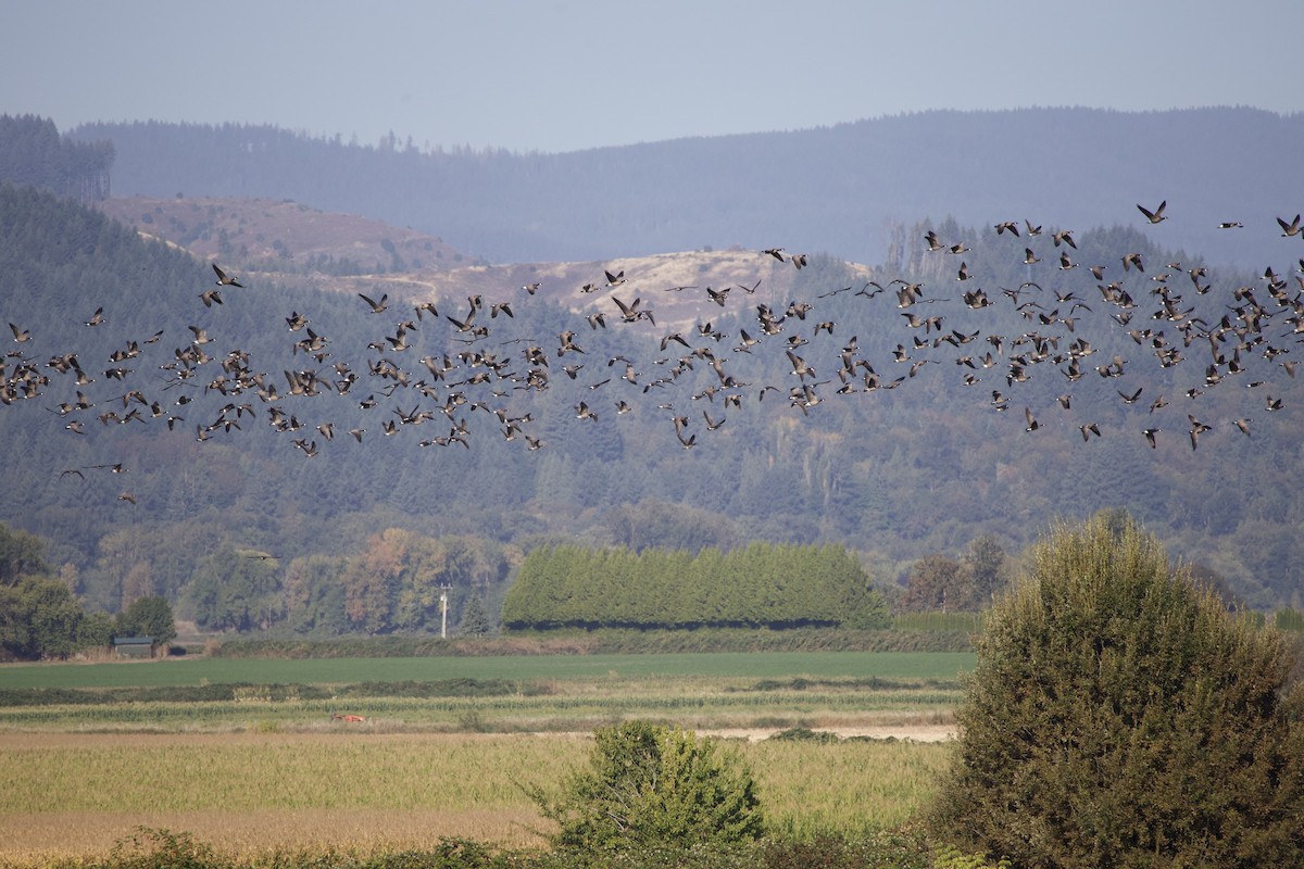 Cackling Goose - ML645819066