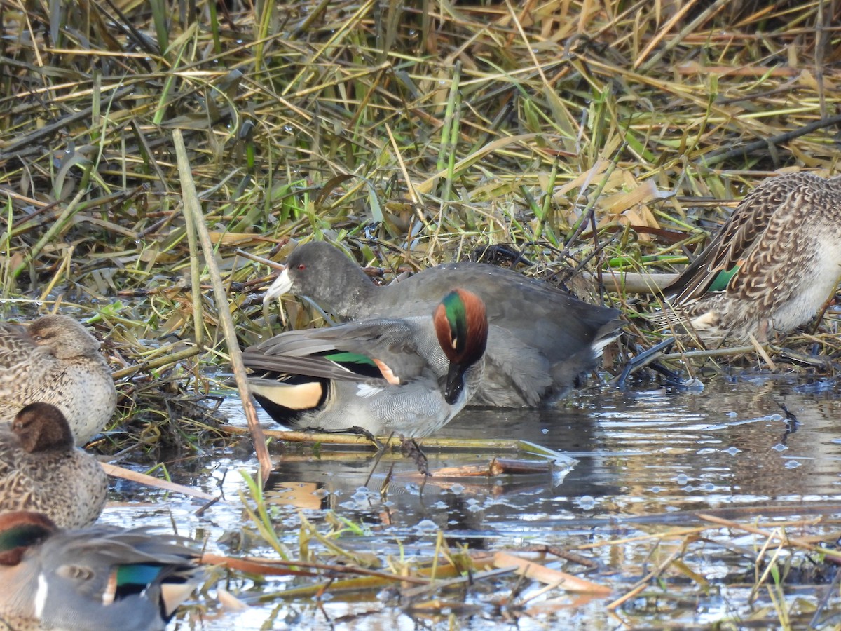 American Coot - ML645819071