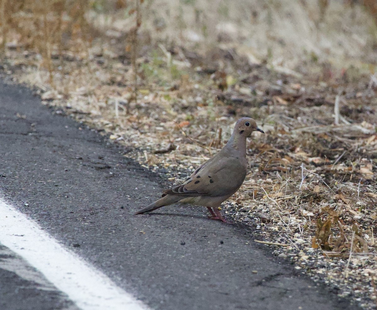 Mourning Dove - ML645819072