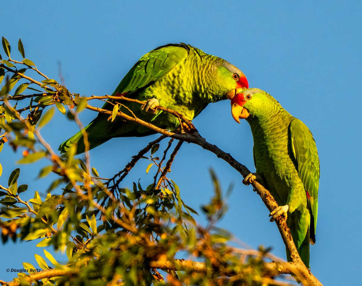 Red-crowned Amazon - ML645819074